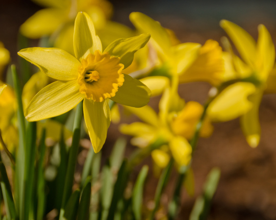 Daffodils in a green bowl  - and let it snow if it will."  ~  A.A. Milne